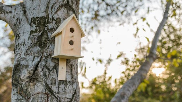 mangeoire sur un arbre